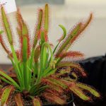 drosera capensis
