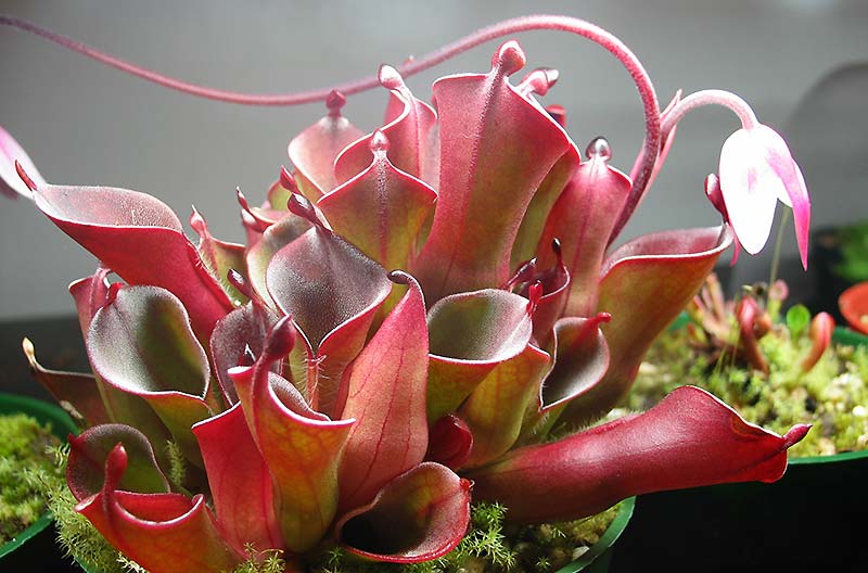 heliamphora