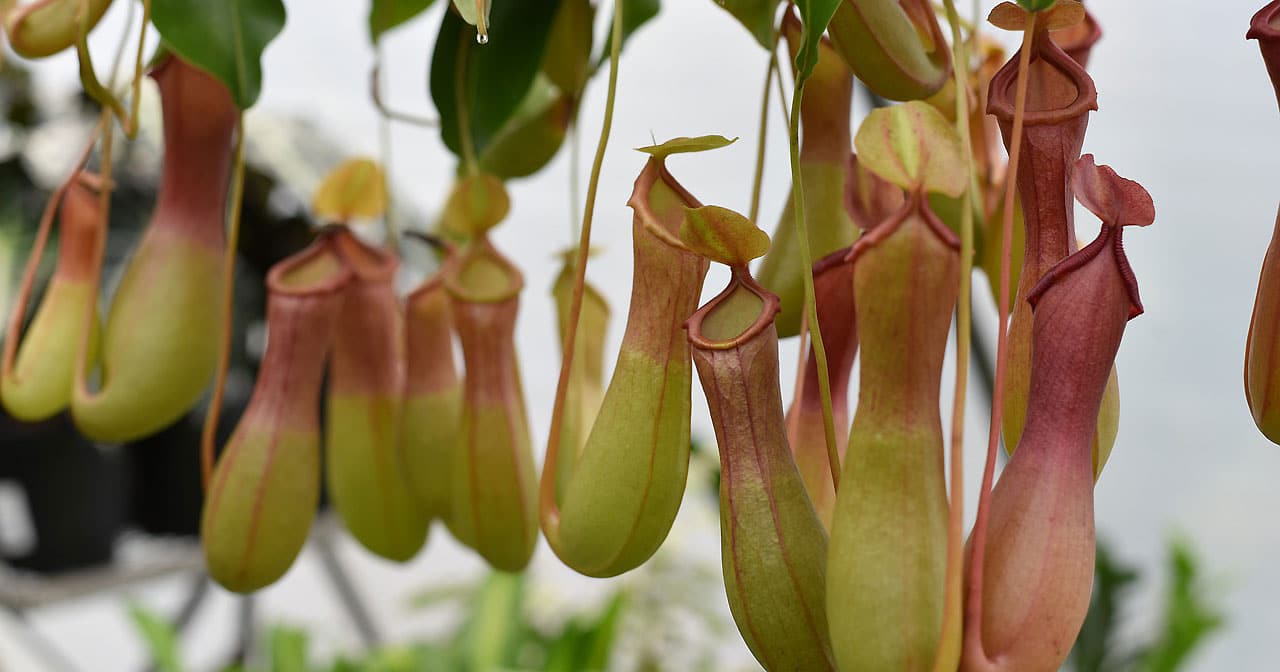 nepenthes