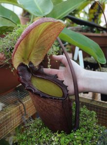 nepenthes rajah