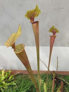 sarracenia flava