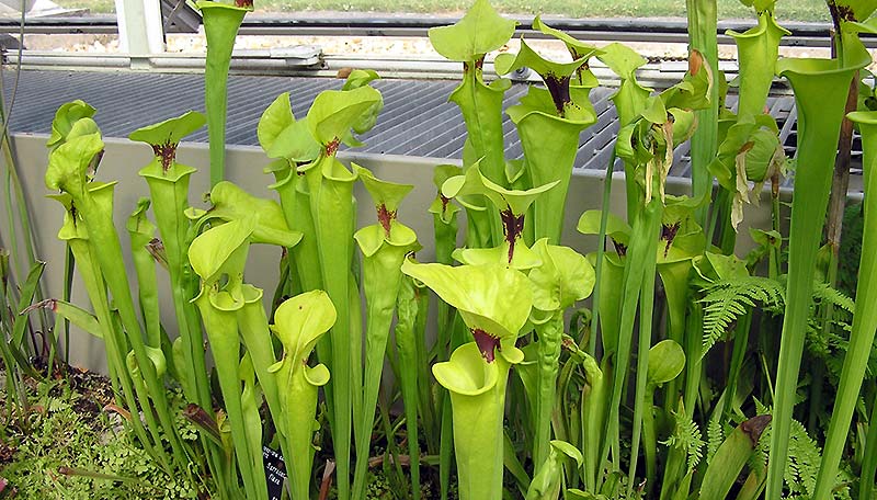 sarracenia