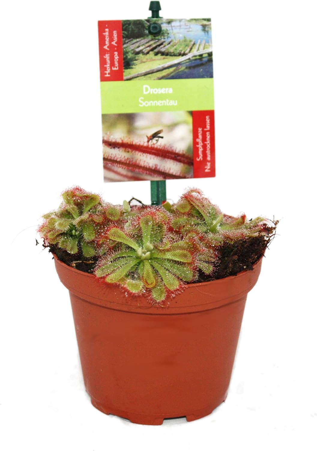 vendita drosera