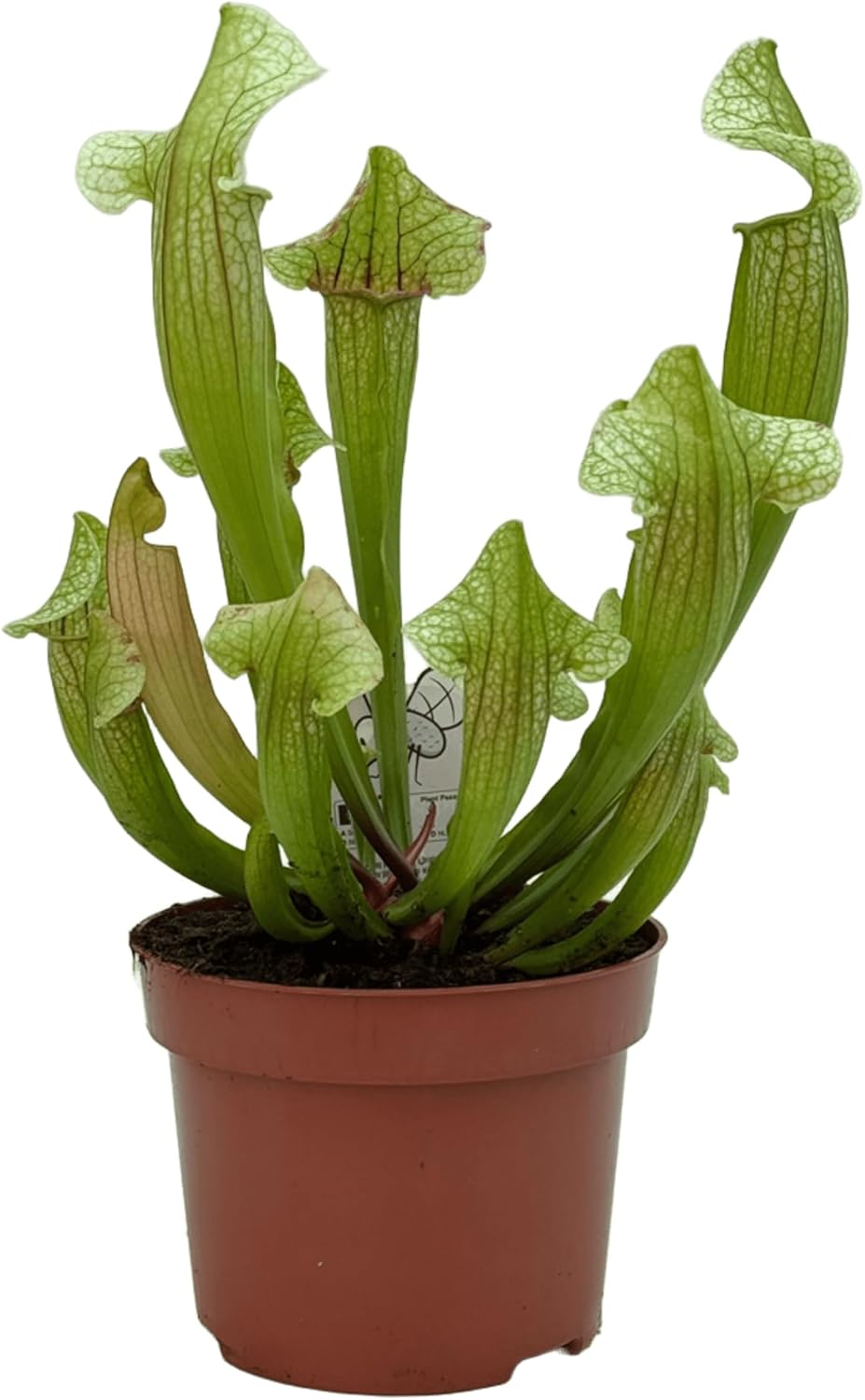 Sarracenia in vendita in caso da 12 cm